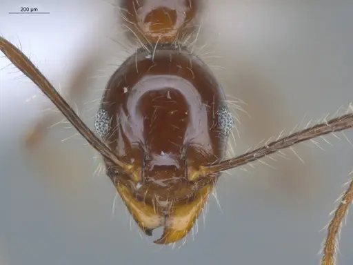Pheidole bulliceps specimen ECOFOG-MI15-0153-18 image ecofog-mi15-0153-18_2