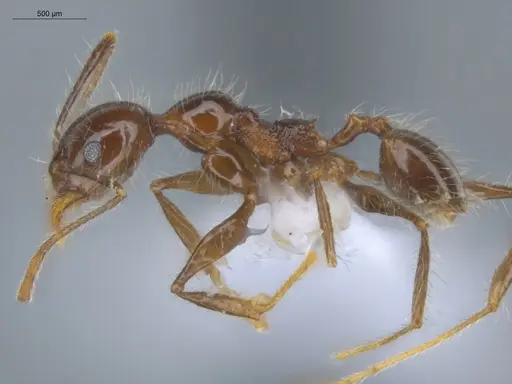 Pheidole bulliceps specimen ECOFOG-MI15-0153-18 image ecofog-mi15-0153-18_3