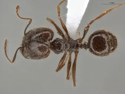 Pheidole bulliceps specimen ECOFOG-PA14-0109-01-S image ecofog-pa14-0109-01-s_1