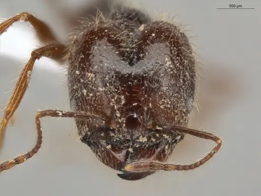 Pheidole bulliceps specimen ECOFOG-PA14-0109-01-S image ecofog-pa14-0109-01-s_2