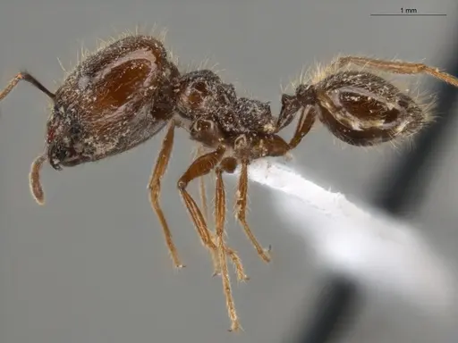 Pheidole bulliceps specimen ECOFOG-PA14-0109-01-S image ecofog-pa14-0109-01-s_3