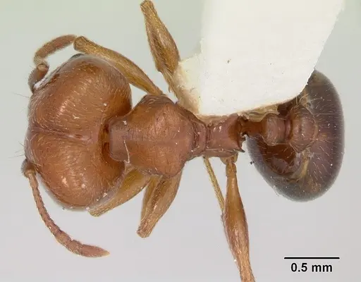 Pheidole bureni specimen CASENT0172962 image casent0172962_1