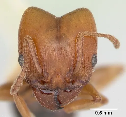 Pheidole bureni specimen CASENT0172962 image casent0172962_2