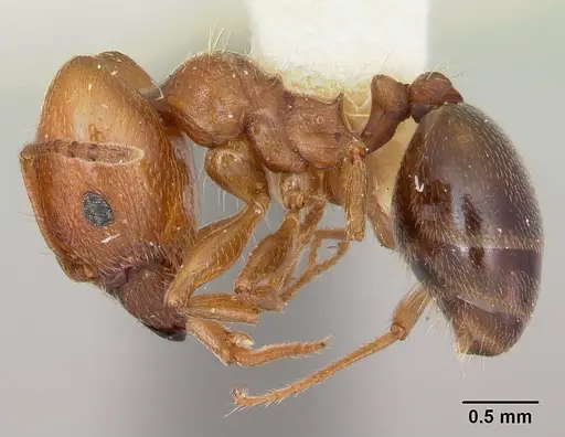 Pheidole bureni specimen CASENT0172962 image casent0172962_3