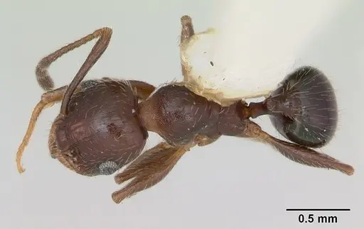 Pheidole bureni specimen CASENT0172963 image casent0172963_1