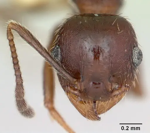 Pheidole bureni specimen CASENT0172963 image casent0172963_2