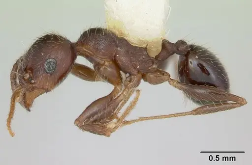 Pheidole bureni specimen CASENT0172963 image casent0172963_3