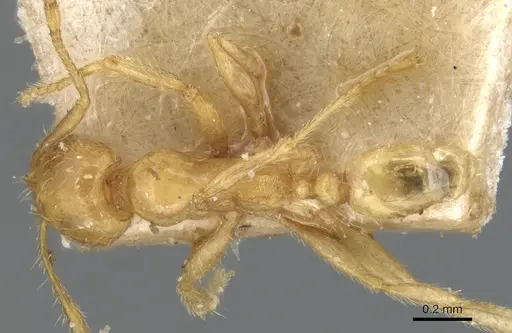Pheidole butteli specimen CASENT0904249 image casent0904249_1
