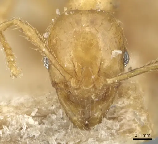 Pheidole butteli specimen CASENT0904249 image casent0904249_2