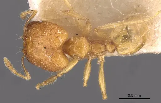Pheidole butteli specimen CASENT0907864 image casent0907864_1