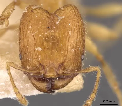 Pheidole butteli specimen CASENT0907864 image casent0907864_2