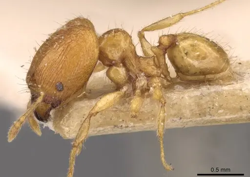 Pheidole butteli specimen CASENT0907864 image casent0907864_3