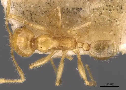 Pheidole butteli specimen CASENT0907865 image casent0907865_1