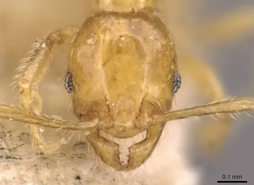 Pheidole butteli specimen CASENT0907865 image casent0907865_2