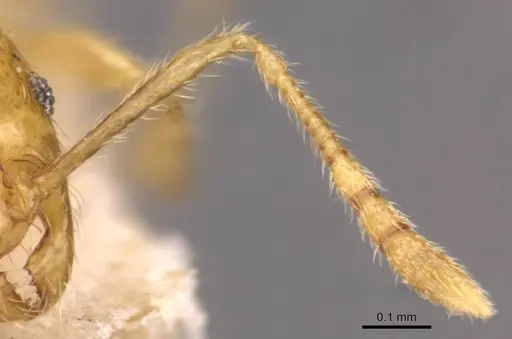 Pheidole butteli specimen CASENT0907865 image casent0907865_3