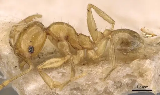 Pheidole butteli specimen CASENT0907865 image casent0907865_4