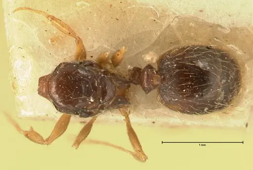 Pheidole butteli specimen FOCOL1400 image focol1400_1