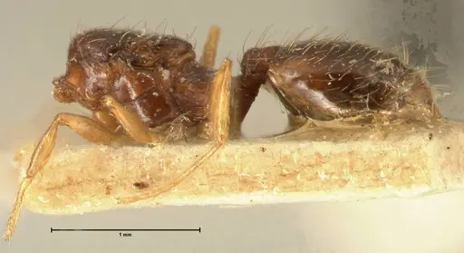 Pheidole butteli specimen FOCOL1400 image focol1400_2