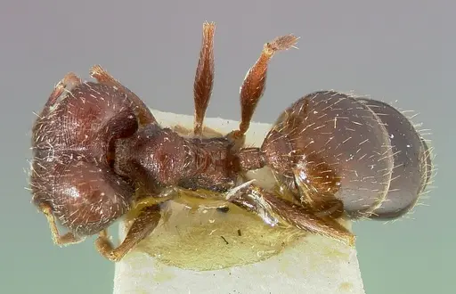 Pheidole caffra specimen CASENT0003145 image casent0003145_1