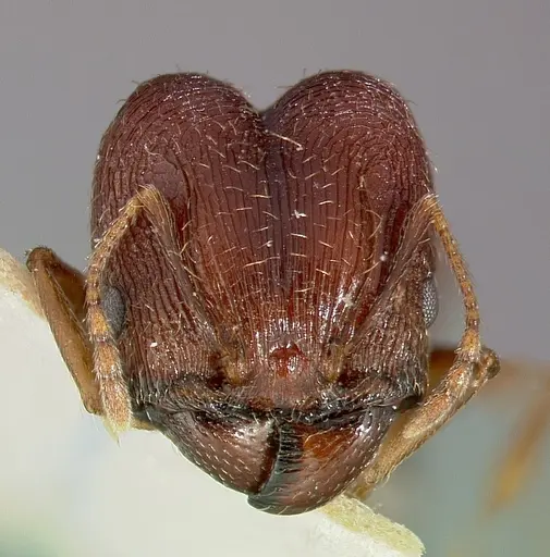 Pheidole caffra specimen CASENT0003145 image casent0003145_3
