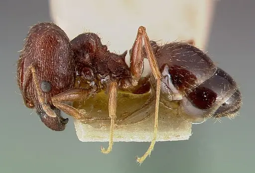 Pheidole caffra specimen CASENT0003145 image casent0003145_5