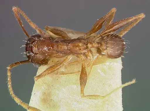 Pheidole caffra specimen CASENT0006021 image casent0006021_1