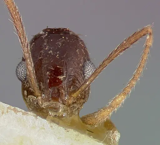 Pheidole caffra specimen CASENT0006021 image casent0006021_2