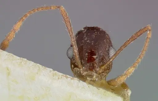 Pheidole caffra specimen CASENT0006021 image casent0006021_3