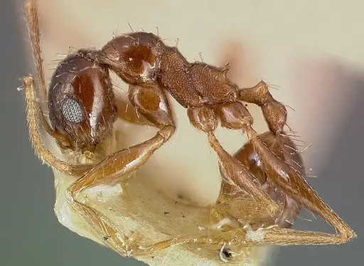 Pheidole caffra specimen CASENT0006021 image casent0006021_4