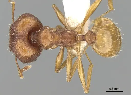 Pheidole caffra specimen CASENT0281614 image casent0281614_1