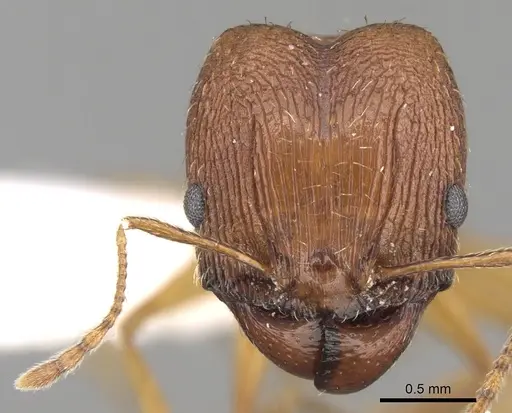 Pheidole caffra specimen CASENT0281614 image casent0281614_2