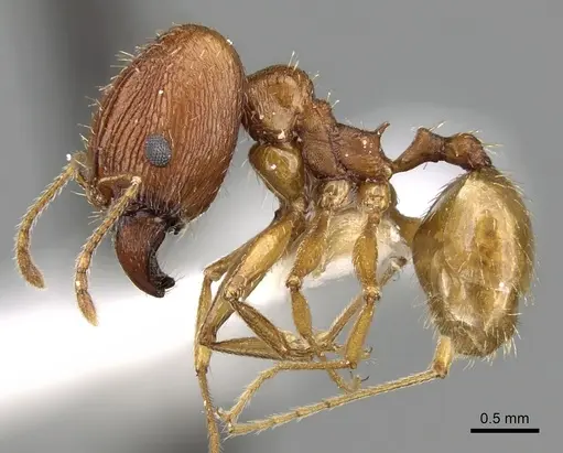 Pheidole caffra specimen CASENT0281614 image casent0281614_3