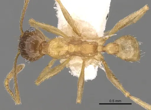Pheidole caffra specimen CASENT0281615 image casent0281615_1