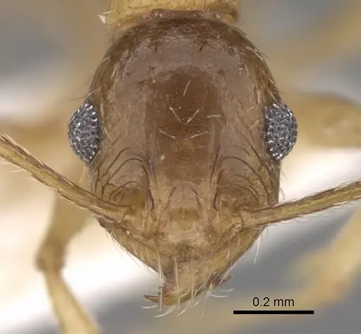 Pheidole caffra specimen CASENT0281615 image casent0281615_2