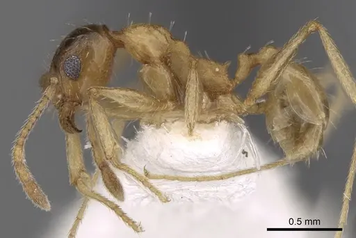 Pheidole caffra specimen CASENT0281615 image casent0281615_3