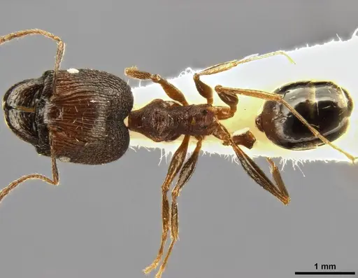 Pheidole caffra specimen CASENT0282877 image casent0282877_1