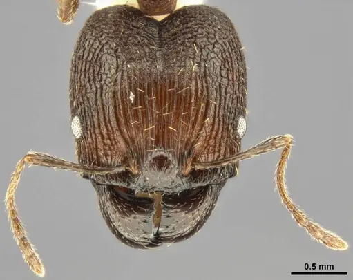 Pheidole caffra specimen CASENT0282877 image casent0282877_2