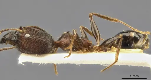 Pheidole caffra specimen CASENT0282877 image casent0282877_3