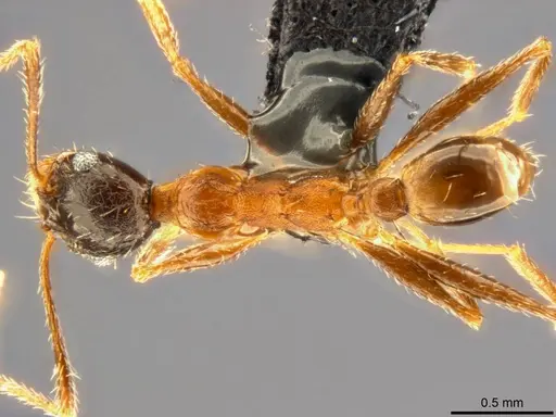 Pheidole caffra specimen CASENT0283108 image casent0283108_1