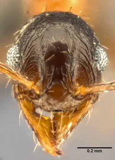 Pheidole caffra specimen CASENT0283108 image casent0283108_2