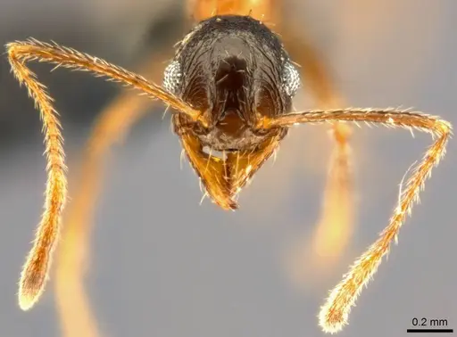 Pheidole caffra specimen CASENT0283108 image casent0283108_3