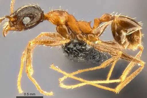 Pheidole caffra specimen CASENT0283108 image casent0283108_4