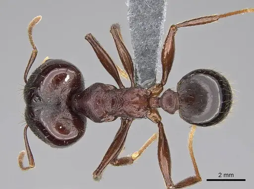 Pheidole caffra specimen CASENT0785931 image casent0785931_1