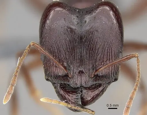 Pheidole caffra specimen CASENT0785931 image casent0785931_2