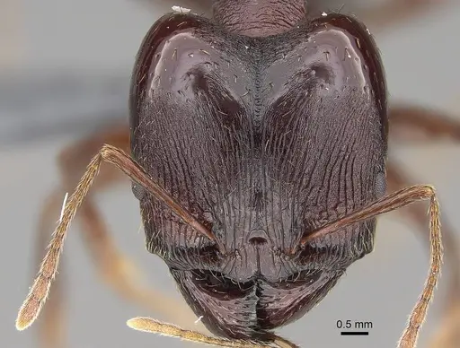 Pheidole caffra specimen CASENT0785931 image casent0785931_3