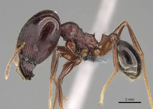 Pheidole caffra specimen CASENT0785931 image casent0785931_4