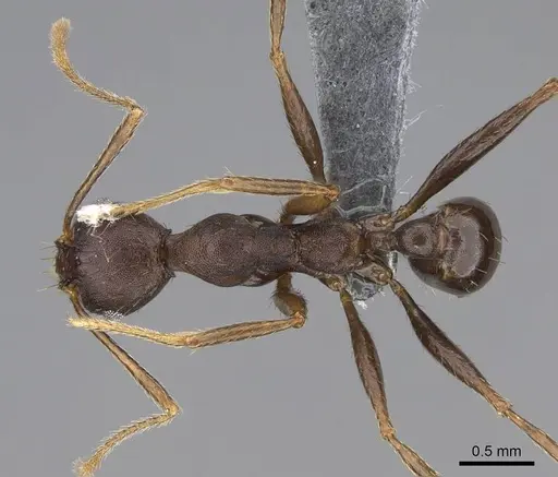 Pheidole caffra specimen CASENT0785932 image casent0785932_1