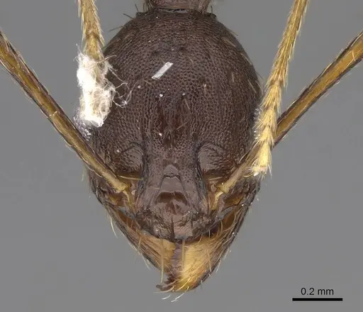 Pheidole caffra specimen CASENT0785932 image casent0785932_2