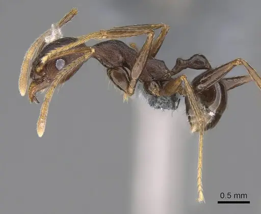 Pheidole caffra specimen CASENT0785932 image casent0785932_3