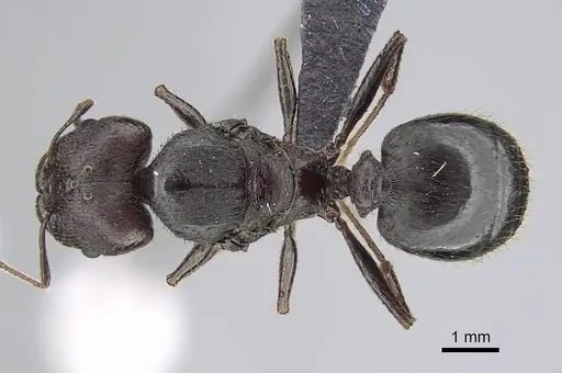Pheidole caffra specimen CASENT0822201 image casent0822201_1